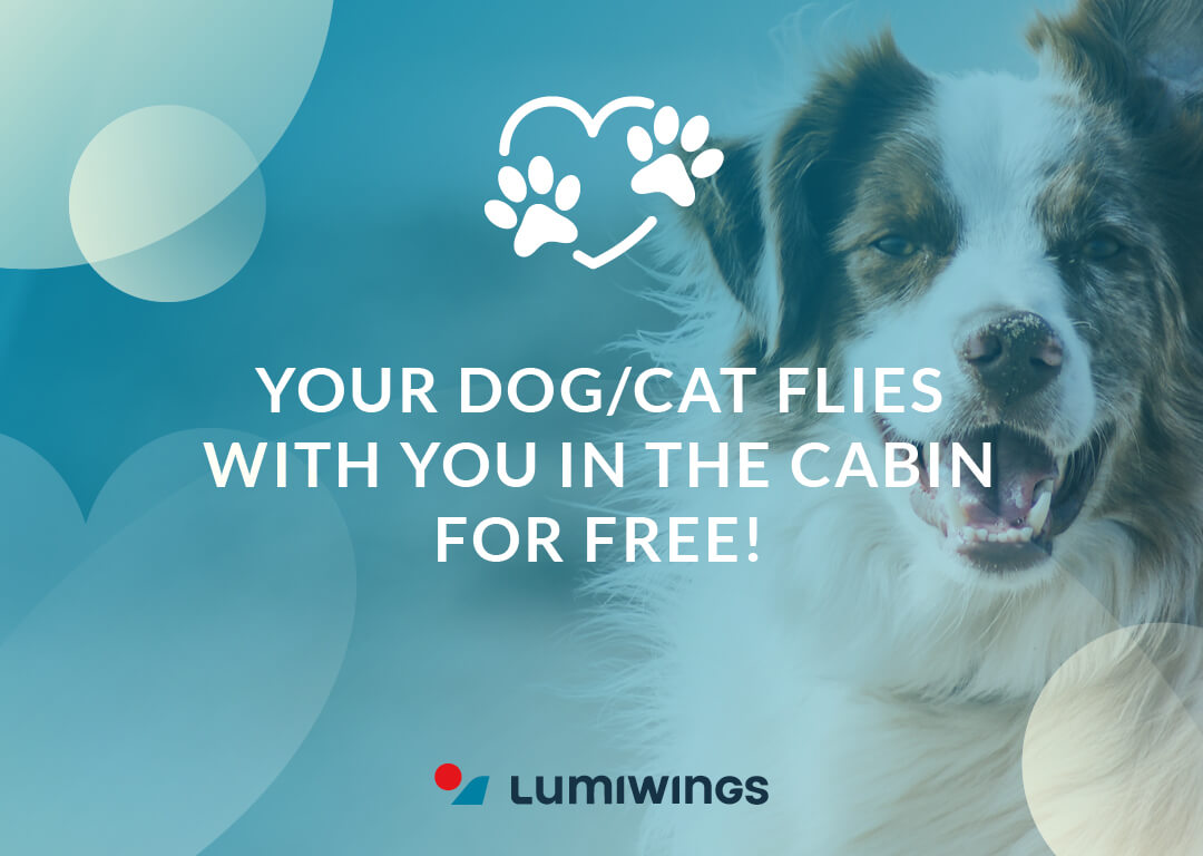 YOUR DOG/CAT FLIES WITH YOU IN THE CABIN FOR FREE! Lumiwings